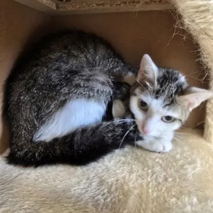 A young small-sized female Domestic Short Hair cat named Kai for adoption in Janesville, WI
