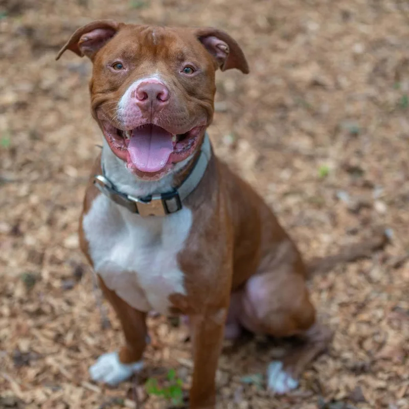 A senior large-sized male Brown / Chocolate Pit Bull Terrier dog named Schnitzel for adoption in Decatur, GA