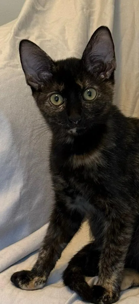 A baby medium-sized female Tortoiseshell cat named Pebbles for adoption in Raleigh, NC