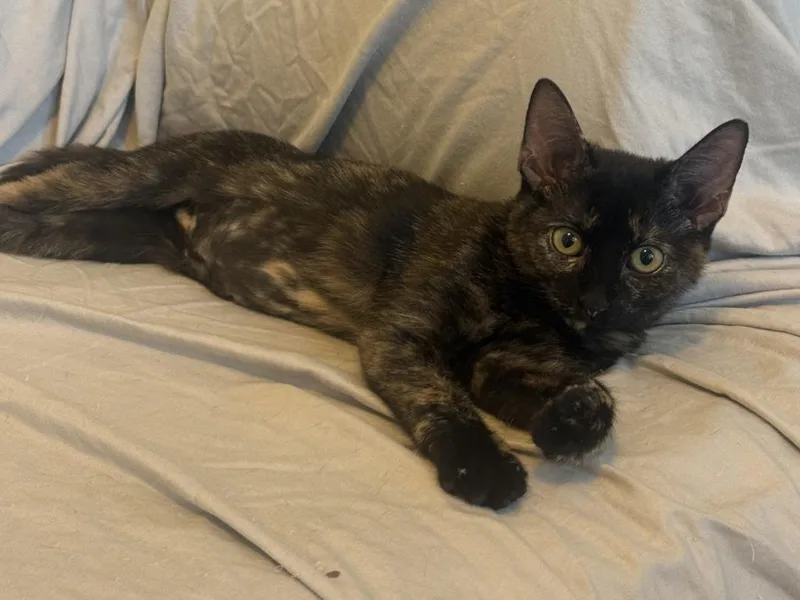 Pebbles thumbnail 3