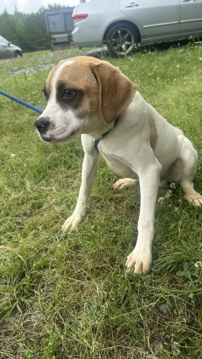 A young medium-sized male Terrier dog named Pooch for adoption in Wetumpka, AL
