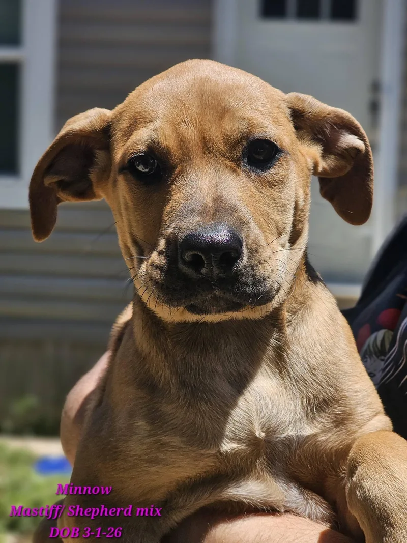 A baby medium-sized female Golden Mastiff dog named Minnow for adoption in Fort Payne, AL