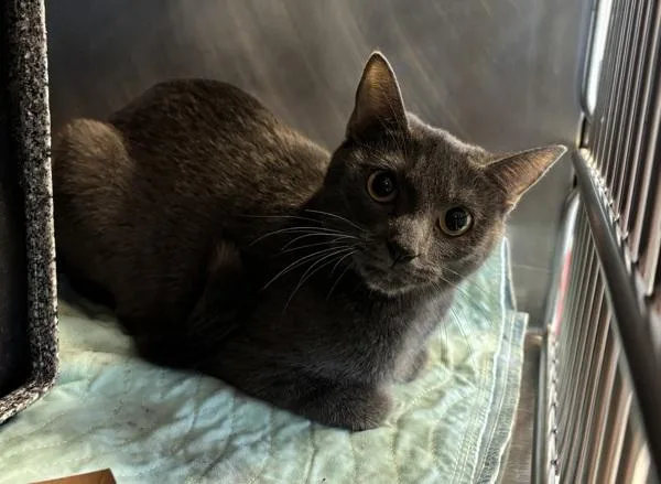 An adult medium-sized female Domestic Short Hair cat named Pitter Patter for adoption in New York, NY