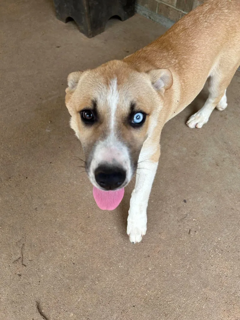 A young large-sized male Husky dog named Prince for adoption in Mobile, AL
