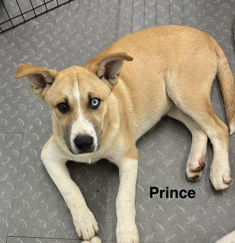 Prince thumbnail 3