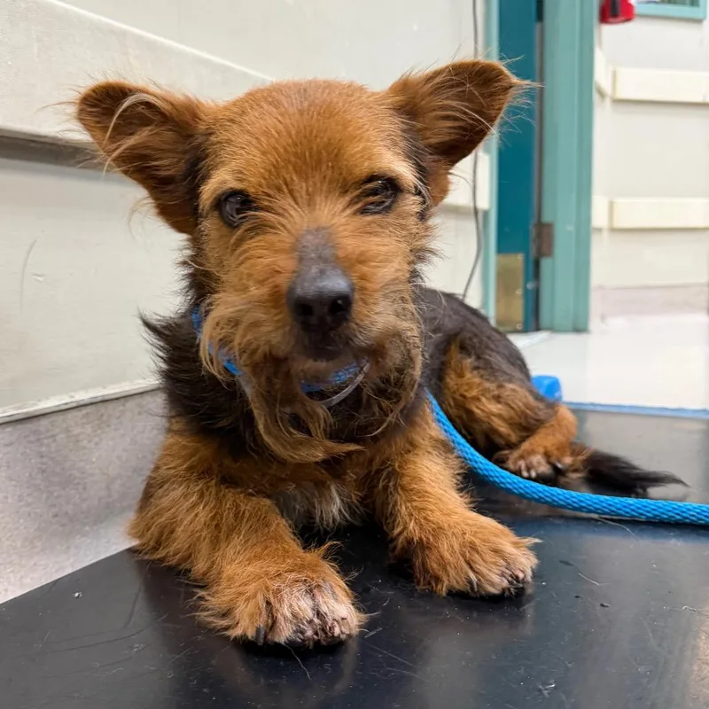 An adult small-sized male Brown / Chocolate Yorkshire Terrier dog named Mustache for adoption in Pasadena, CA