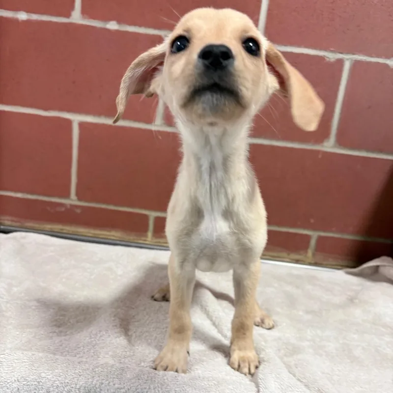 A baby small-sized female Yellow / Tan / Blond / Fawn Golden Retriever dog named Maple for adoption in Cabot, AR