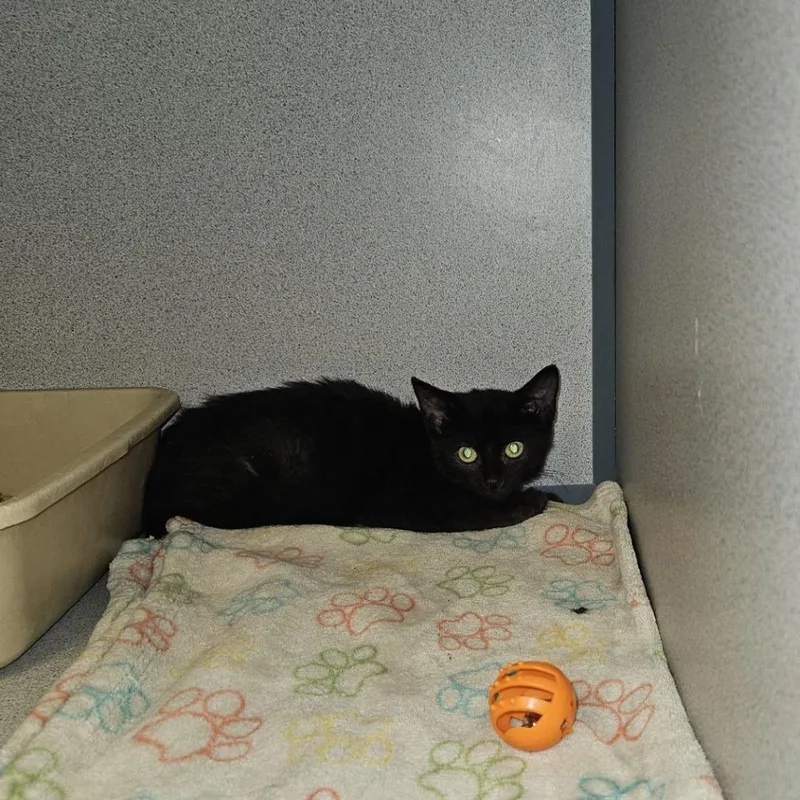 A baby small-sized female Domestic Short Hair cat named Fang Q. Nipper for adoption in Cedar Rapids, IA