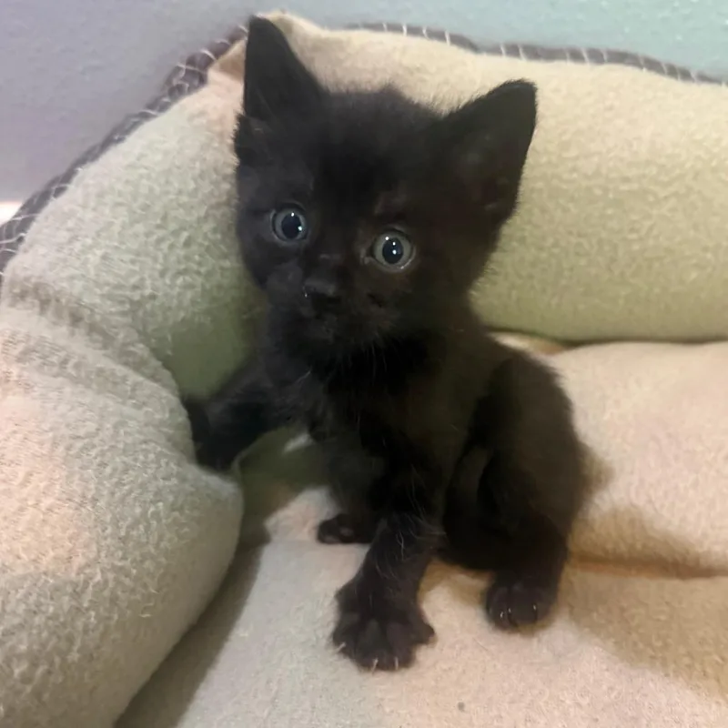 A baby small-sized female Black Domestic Short Hair cat named Sakura Kasugano for adoption in Redmond, WA