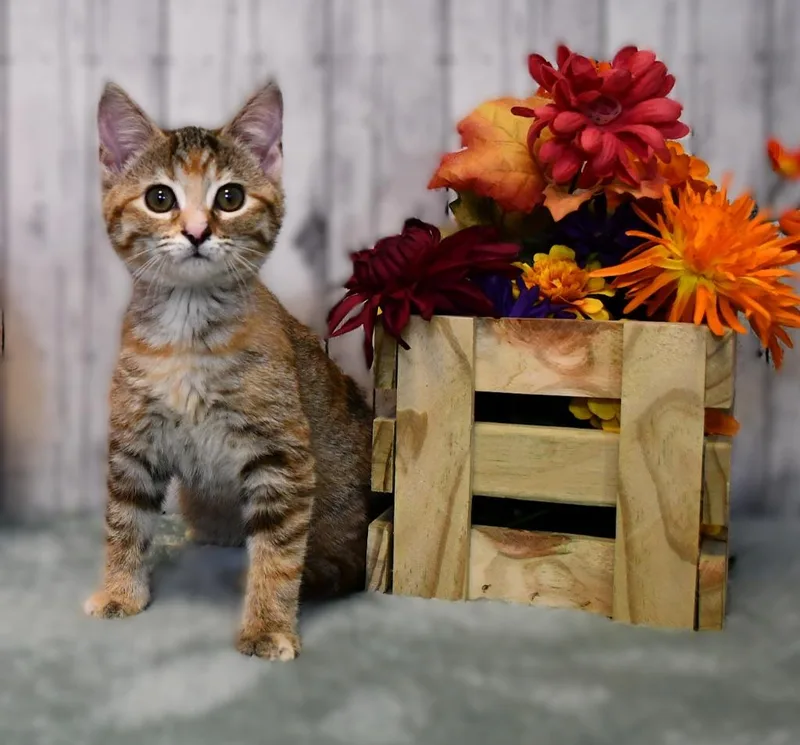 A baby small-sized female Domestic Short Hair cat named Daphne for adoption in Roanoke, TX