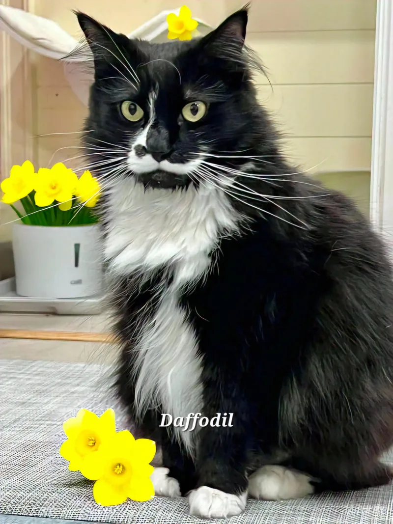 Daffodil
