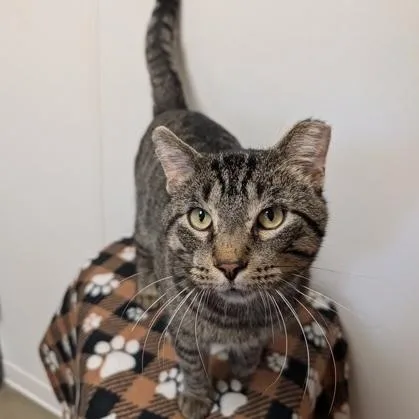An adult large-sized male Domestic Short Hair cat named Scrappy for adoption in Rochester, MN