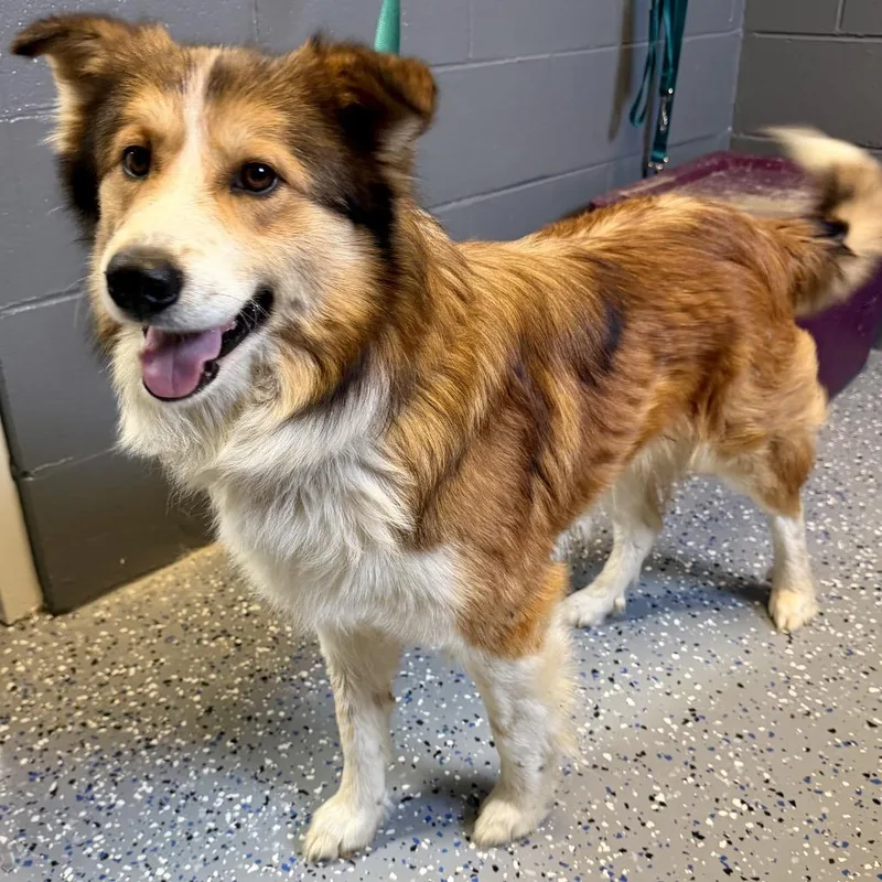 An adult medium-sized male Brown / Chocolate Australian Shepherd dog named Tuscstray for adoption in Tuscaloosa, AL