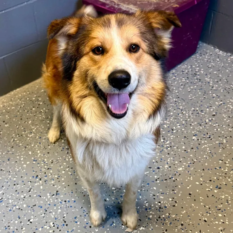 Tuscstray thumbnail 2