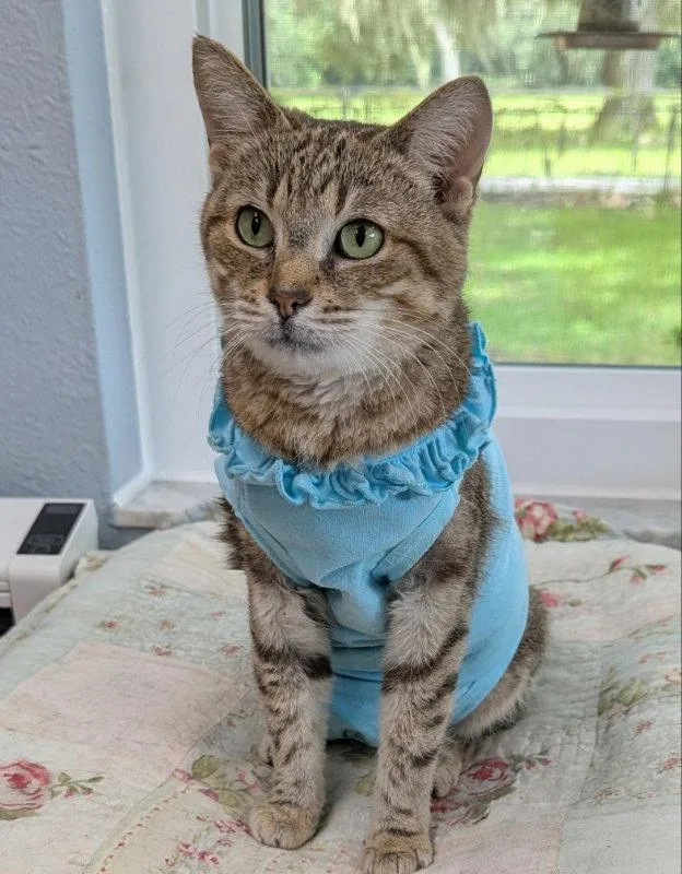 An adult medium-sized female Tabby cat named Phoenix for adoption in Ocala, FL