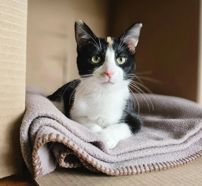 A baby small-sized female Domestic Short Hair cat named Ladybug for adoption in Faribault, MN