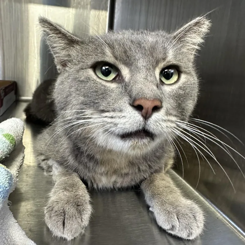 An adult medium-sized male Domestic Short Hair cat named The General for adoption in Indianapolis, IN