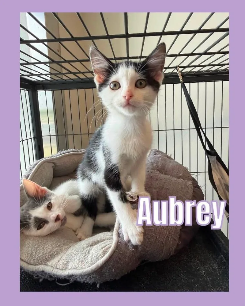 A baby small-sized female Domestic Short Hair cat named Aubrey for adoption in Bossier City, LA