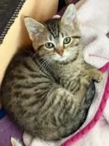 A young medium-sized female Tabby (Brown / Chocolate) Domestic Short Hair cat named Honey for adoption in Manitowoc, WI