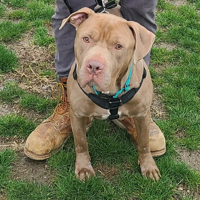 An adult medium-sized male Yellow / Tan / Blond / Fawn Pit Bull Terrier dog named Oakley for adoption in Northville, MI