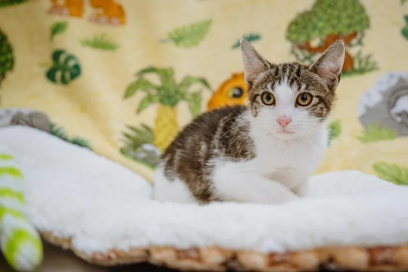 A baby small-sized male Tabby cat named James for adoption in Newberg, OR