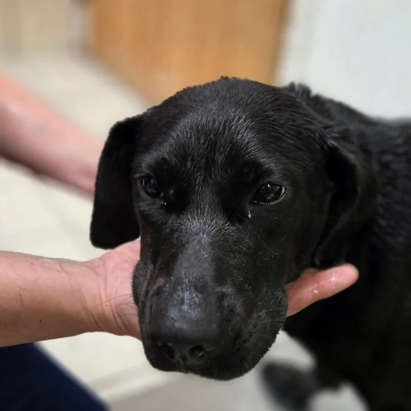 An adult medium-sized female Black Mixed Breed dog named Sprinkles for adoption in Charleston, WV
