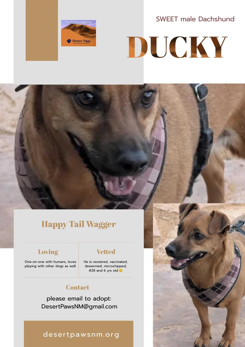 An adult medium-sized male Yellow / Tan / Blond / Fawn Dachshund dog named Ducky for adoption in Pena Blanca, NM