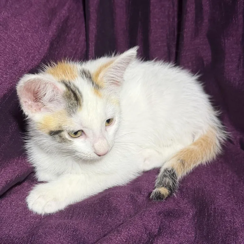 A baby small-sized female White Domestic Short Hair cat named Tala for adoption in Spokane, WA