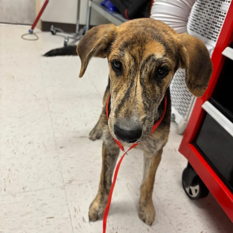 Lily thumbnail 3