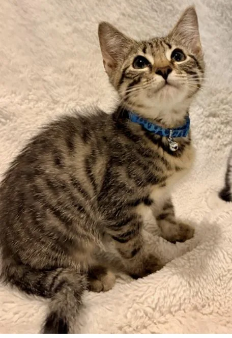 A baby small-sized male Domestic Short Hair cat named Rain for adoption in Broomfield, CO