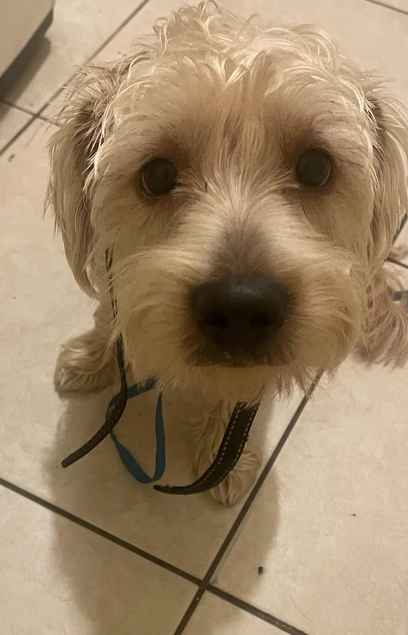 A young small-sized male Maltese dog named Milo for adoption in Orlando, FL