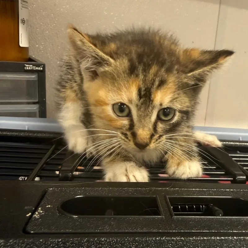 A baby small-sized female Tortoiseshell Domestic Medium Hair cat named Gloria for adoption in Newark, NJ