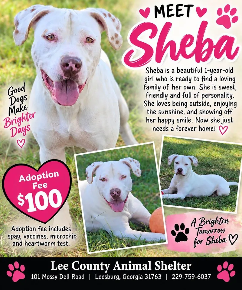 A young medium-sized female White / Cream American Bulldog dog named Sheba for adoption in Leesburg, GA