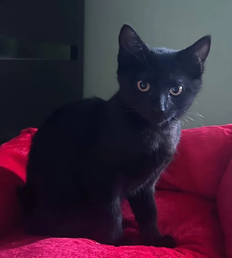 A baby medium-sized female Domestic Short Hair cat named Kai for adoption in Windsor, CT
