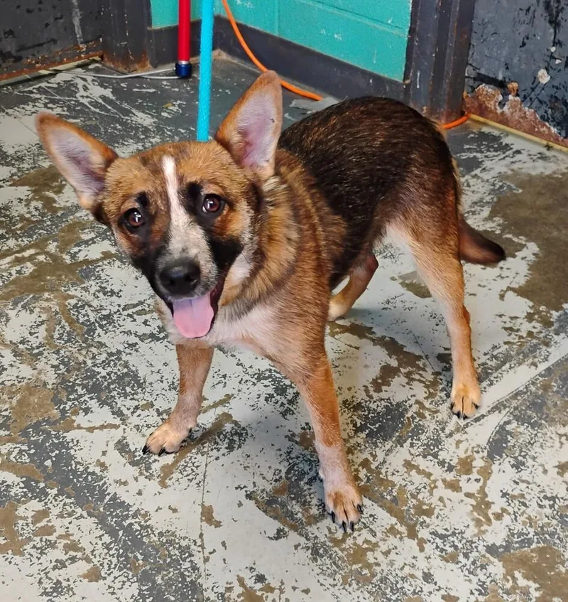 A young medium-sized female Tricolor (Brown, Black, & White) Australian Cattle Dog / Blue Heeler dog named Rogue for adoption in New Lexington, OH