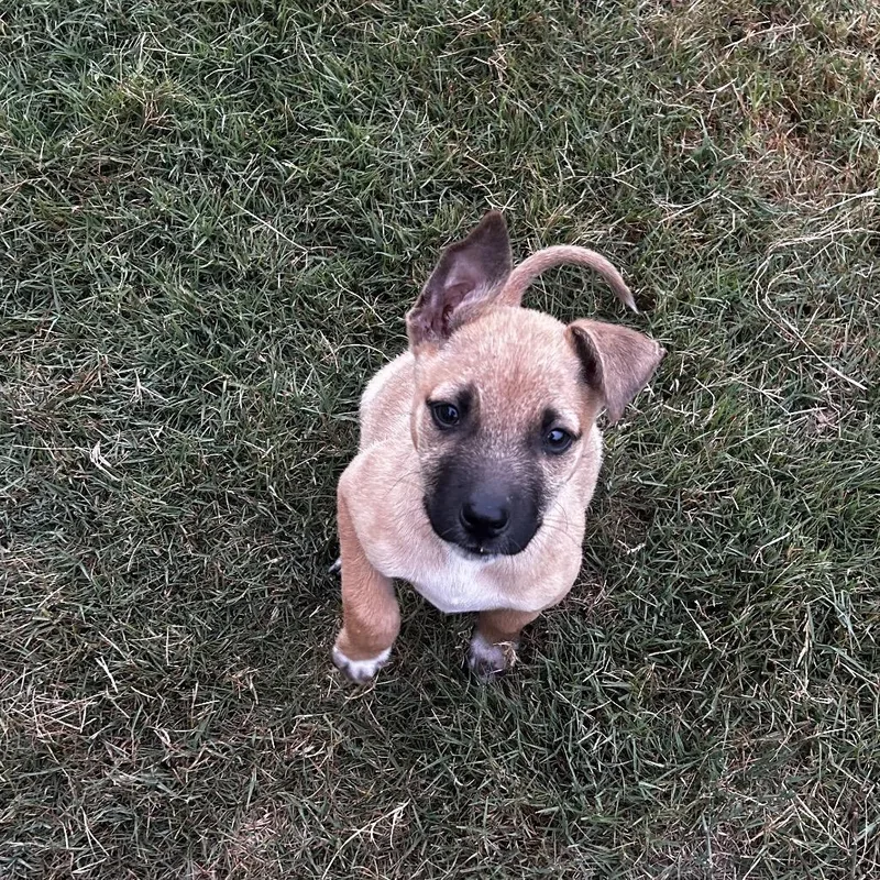 Ramona