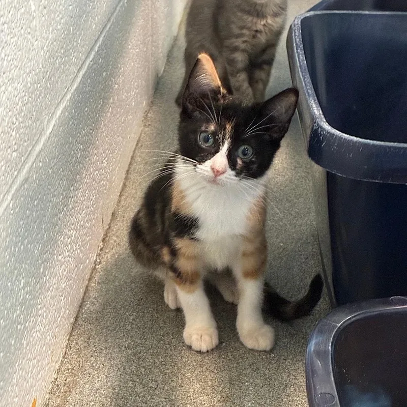 A baby small-sized female Domestic Short Hair cat named Porsche for adoption in Carencro, LA