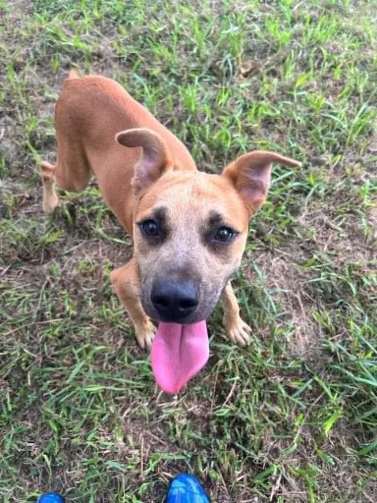 A baby medium-sized male Tricolor (Brown, Black, & White) Mixed Breed dog named Simon for adoption in Scott, LA
