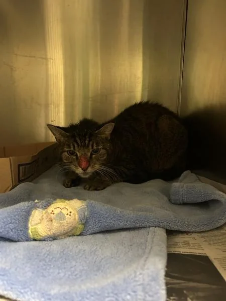 An adult small-sized female Domestic Short Hair cat named Shadow for adoption in Virginia Beach, VA