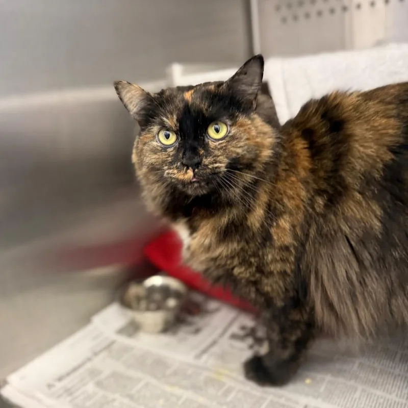 An adult large-sized female Tortoiseshell Domestic Long Hair cat named Laverne Jane for adoption in Pittsburgh, PA