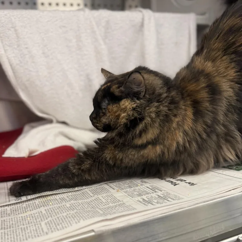 Laverne Jane thumbnail 2