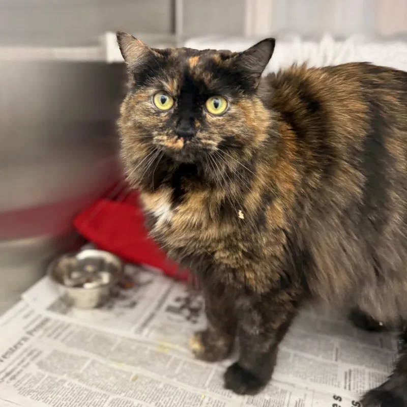 Laverne Jane thumbnail 3