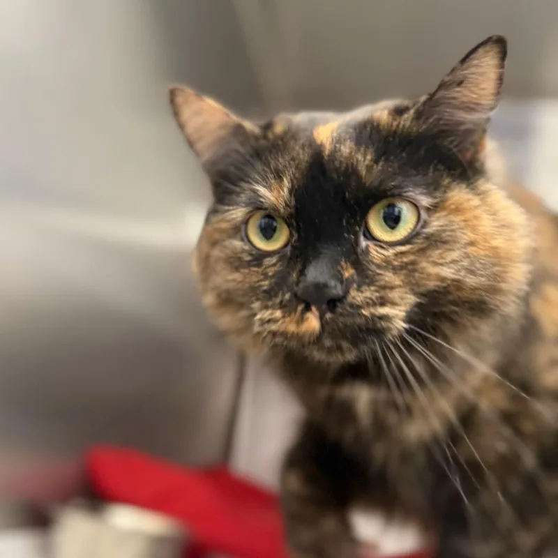 Laverne Jane thumbnail 4