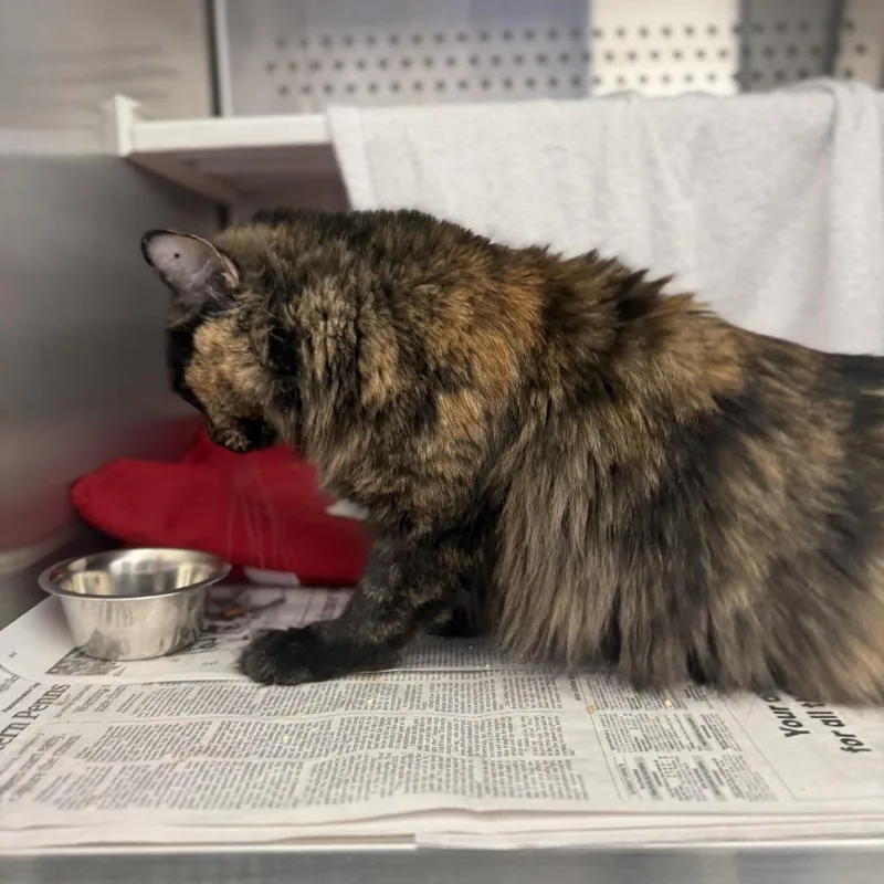 Laverne Jane thumbnail 5