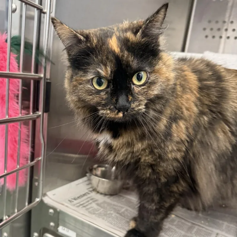 Laverne Jane thumbnail 6