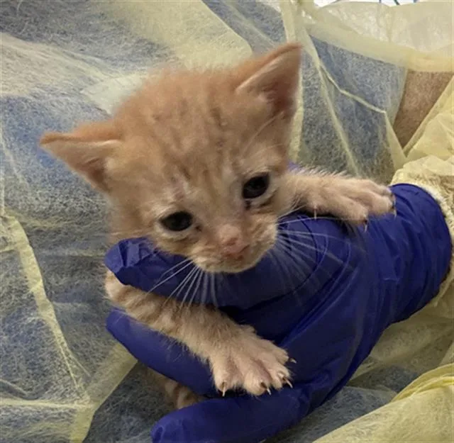 A baby medium-sized male Domestic Short Hair cat named Tony for adoption in Dallas, TX
