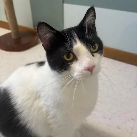 An adult large-sized male Black & White / Tuxedo Domestic Short Hair cat named Theo for adoption in Hutchinson, MN