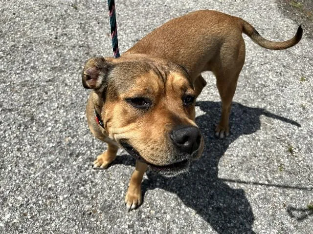 A young large-sized female American Bulldog dog named Jury for adoption in Ocala, FL
