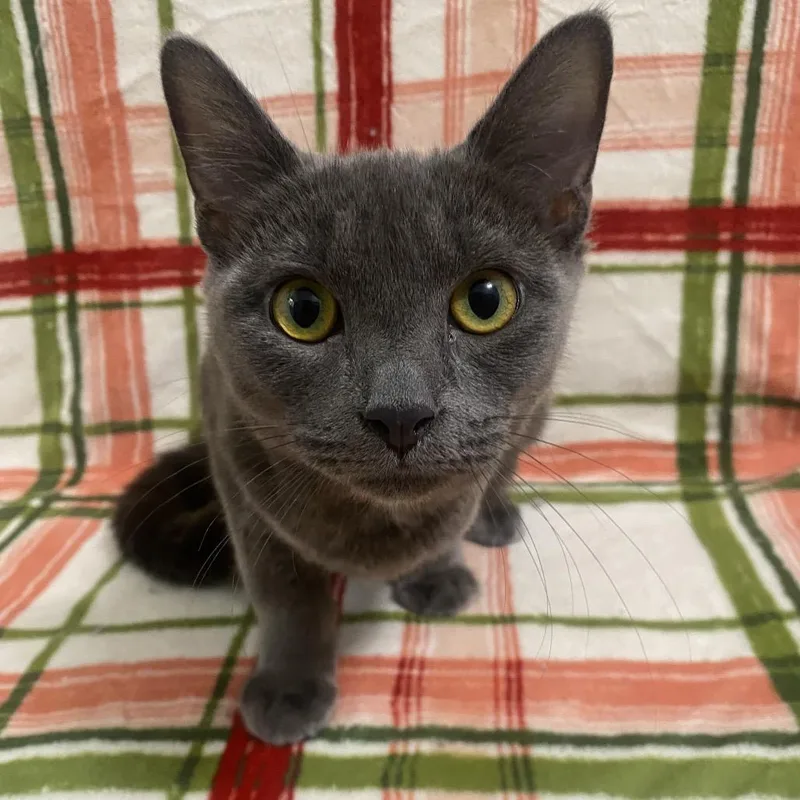 A baby small-sized female Russian Blue cat named Candy for adoption in Brea, CA