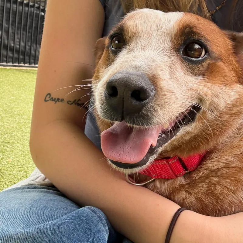 Fairy Bread thumbnail 2